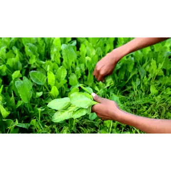 spinach (3)-3755863-44240.webp